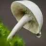 THESMENERONE Al servicio de la naturaleza